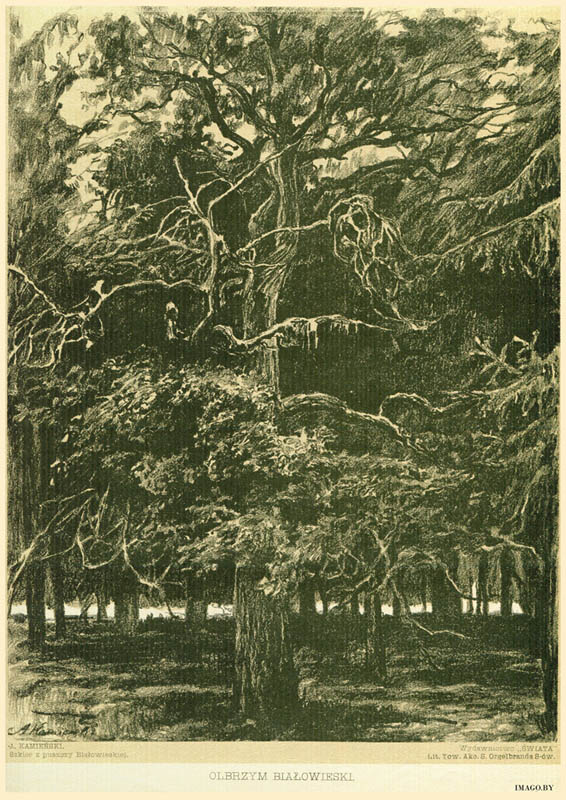 Antoni Kamieński, OLBRZYM BIAŁOWIESKI